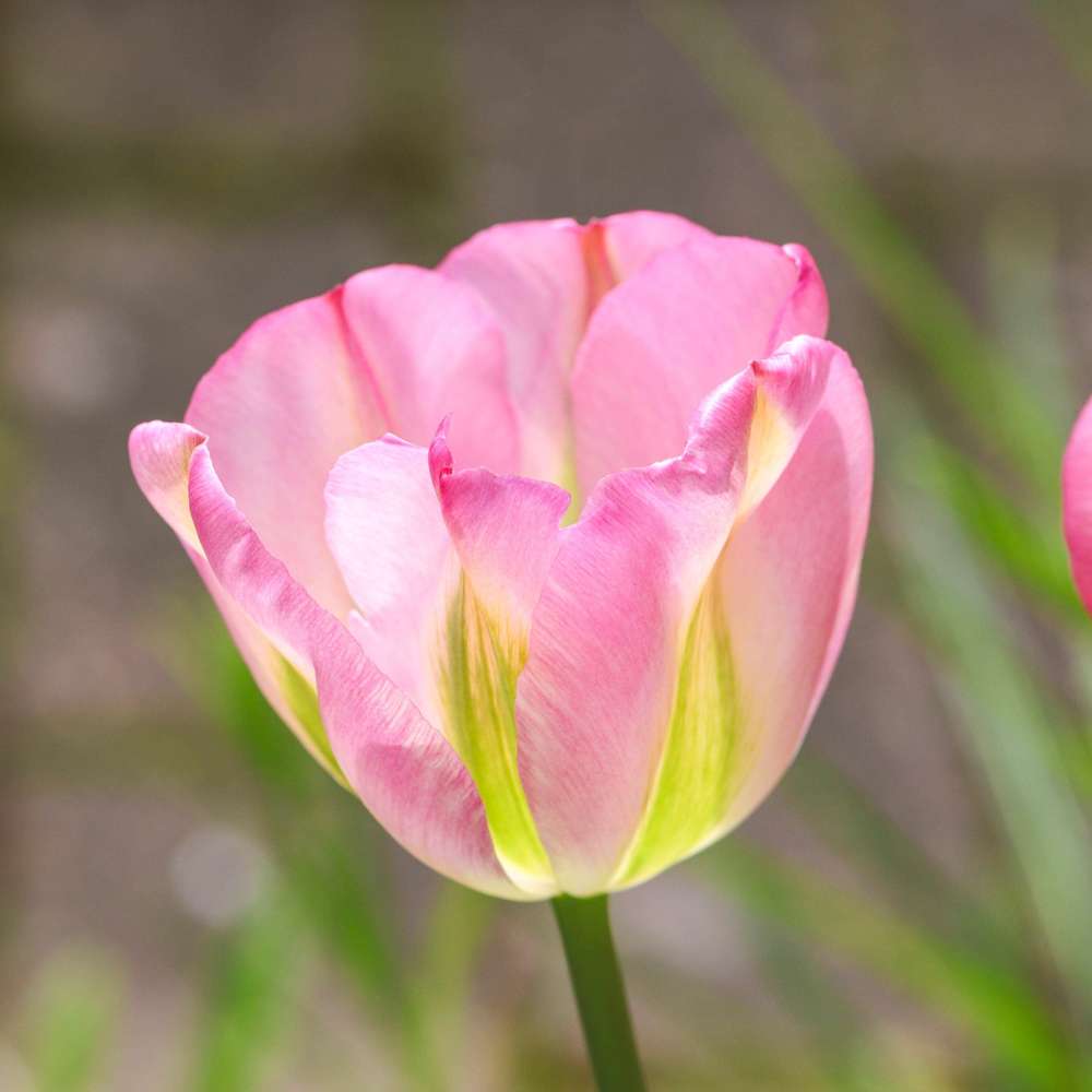 Tulipan 'Greenland'